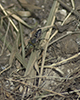 sand-loving wasp (Tachytes distinctus)