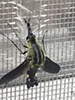 scaly bee fly