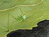 short-winged meadow katydid