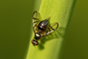 signal fly (Rivellia sp.)