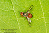 signal fly (Rivellia quadrifasciata or Rivellia colei)