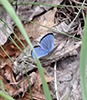 silvery blue