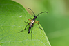 slender flower longhorn beetle