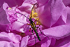 slender flower longhorn beetle