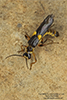 soldier beetle (Trypherus frisoni)