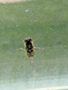 soldier fly (Odontomyia cincta)