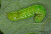 speckled green fruitworm moth