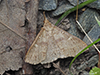 speckled renia moth
