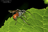spider wasp (Caliadurgus fasciatellus)