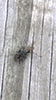 spider wasp (Family Pompilidae)