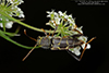 spined long-horned beetle