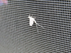 mayfly