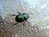 splendid earth-boring beetle