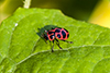 spotted pink lady beetle