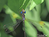 spotted spreadwing