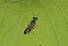 square-headed wasp (Ectemnius maculosus)