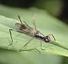 stilt-legged fly (Rainieria antennaepes)