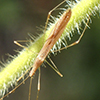 stilt bug (Family Berytidae)
