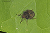 stink bug (Euschistus sp.)