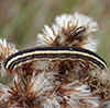 striped garden caterpillar moth