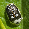 sunflower tortoise beetle