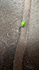 sunflower tortoise beetle