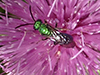 sweat bee (Subfamily Halictinae)