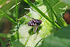 tachinid fly (Family Tachinidae)