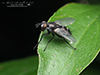 tachinid fly (Admontia sp.)