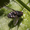 tachinid fly (Winthemia sp.)