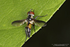 tachinid fly (Xanthomelanodes arcuatus)