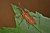 terminal cylindrical weevil