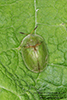thistle tortoise beetle