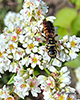 thynnid flower wasp (Myzinum maculatum)