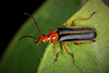 tomentous soldier beetle