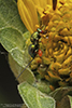torymid wasp (Family Torymidae)