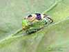 treehopper (Cyrtolobus dixianus)