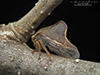 treehopper (Telamona monticola)