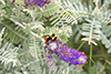 tricolored bumble bee
