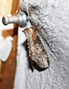 tufted thyatirine moth