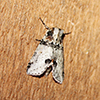 tufted thyatirine moth