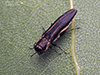 two-lined chestnut borer