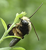 two-spotted longhorn bee