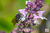 two-spotted longhorn bee