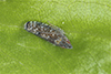 typical leafhopper (Scaphytopius sp.)