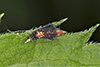 typical leafhopper (Scaphytopius sp.)