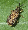 unequal tortoise beetle (Sumitrosis inaequalis)