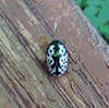 unknown leaf beetle