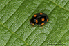 ursine spurleg lady beetle