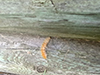 Virginian tiger moth